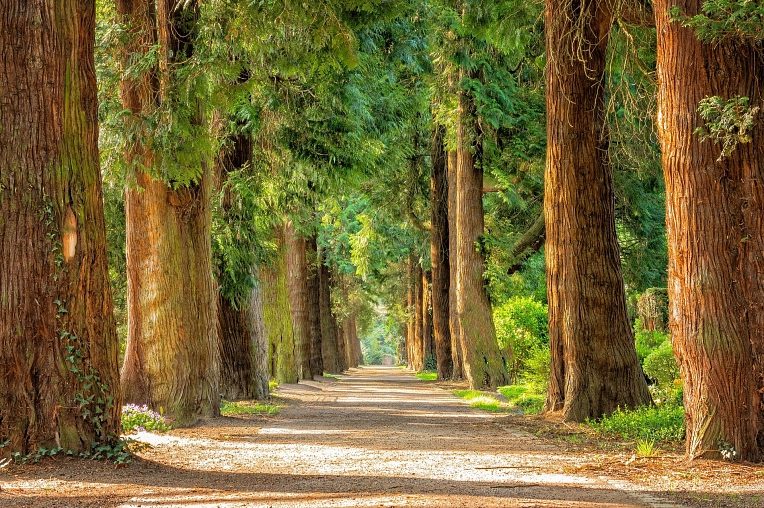 Wald © Pixabay